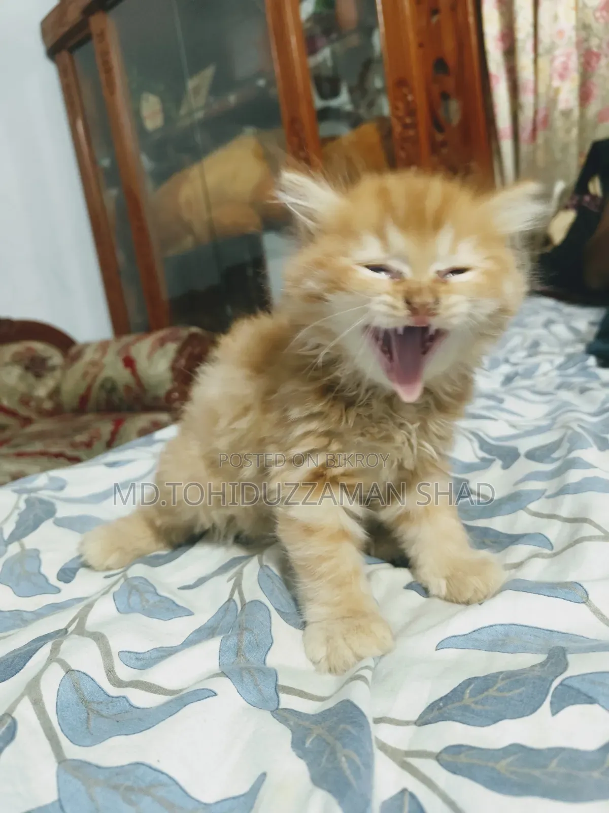 ১-৩ মাস বয়সী পুরুষ পিওরব্রেড পারসিয়ান