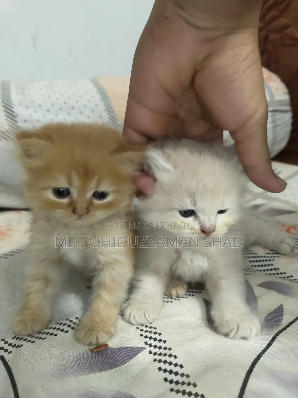 ১-৩ মাস বয়সী পুরুষ পিওরব্রেড পারসিয়ান