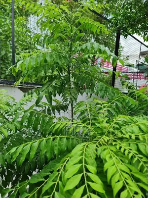 Fresh Neem Leaves
