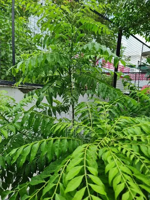 Fresh Neem Leaves