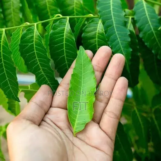 Fresh Neem Leaves