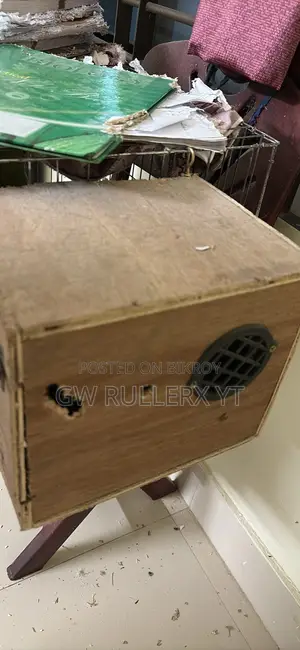 Pair of Indian Parrots for sale