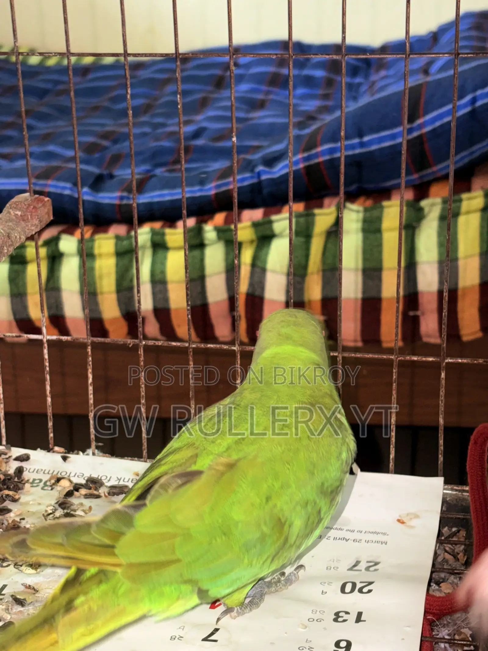 Pair of Indian Parrots for sale