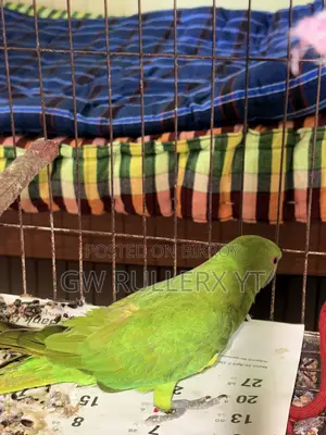 Pair of Indian Parrots for sale
