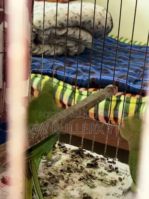 Pair of Indian Parrots for sale