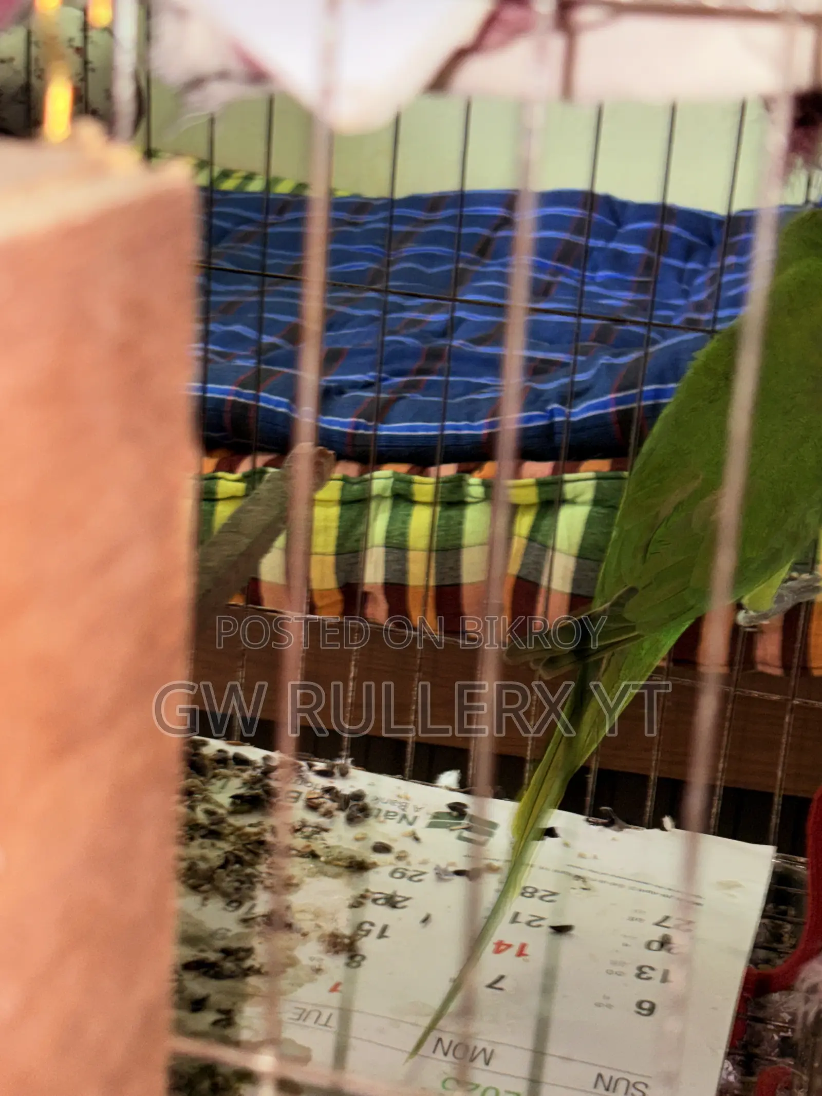 Pair of Indian Parrots for sale