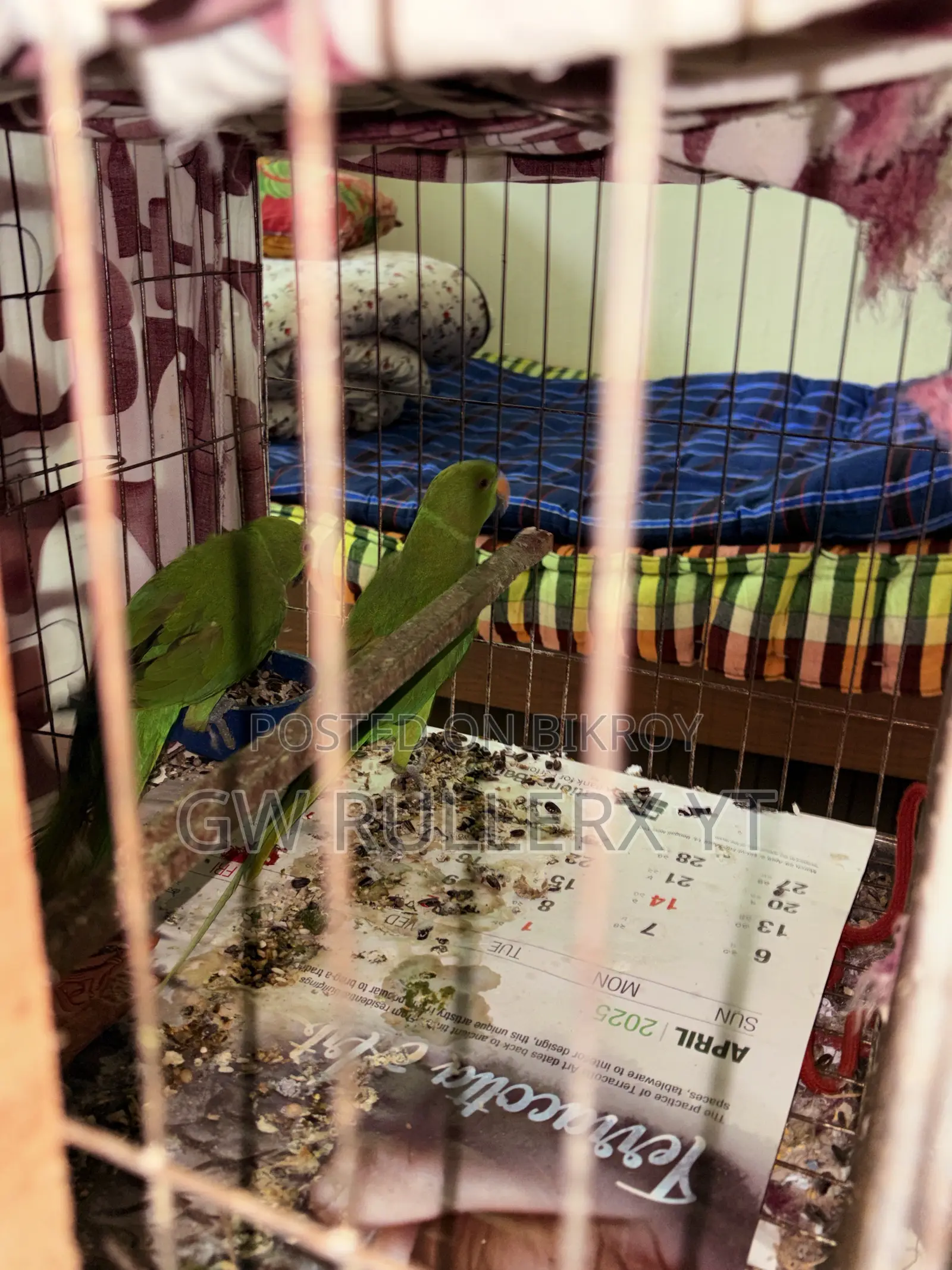 Pair of Indian Parrots for sale