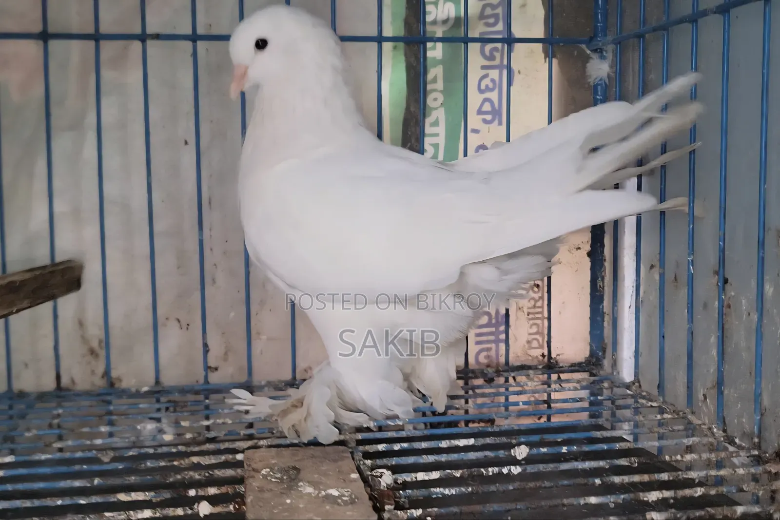 White Lahori Shirazi Pigeon Large Size