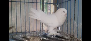 White Lahori Shirazi Pigeon Large Size