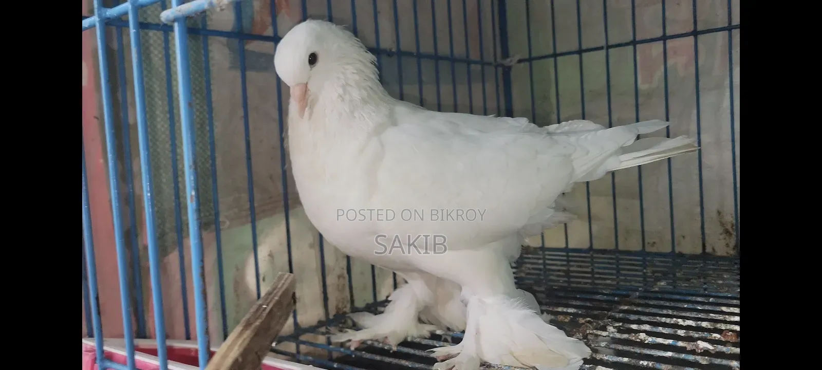 White Lahori Shirazi Pigeon Large Size