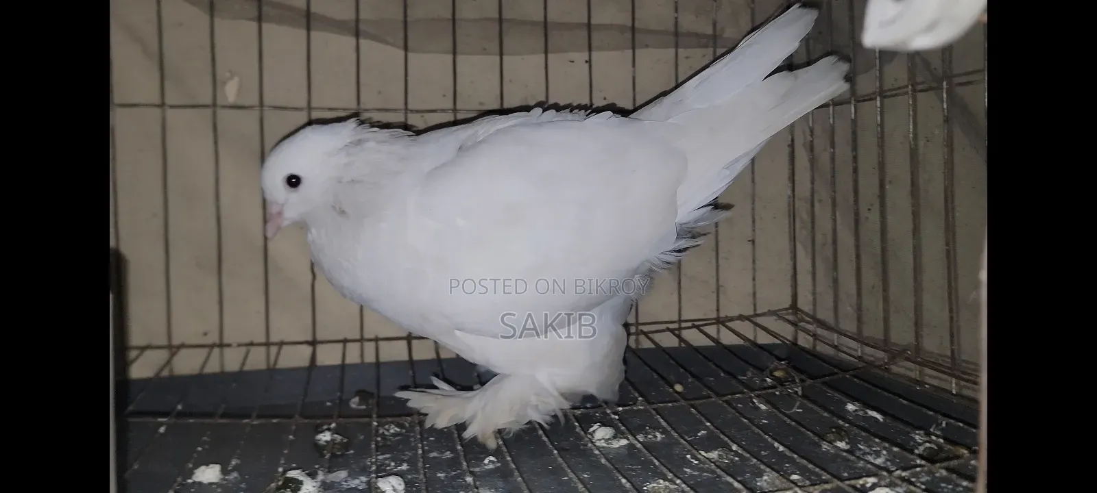 White Lahori Shirazi Pigeon Large Size