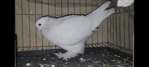 White Lahori Shirazi Pigeon Large Size