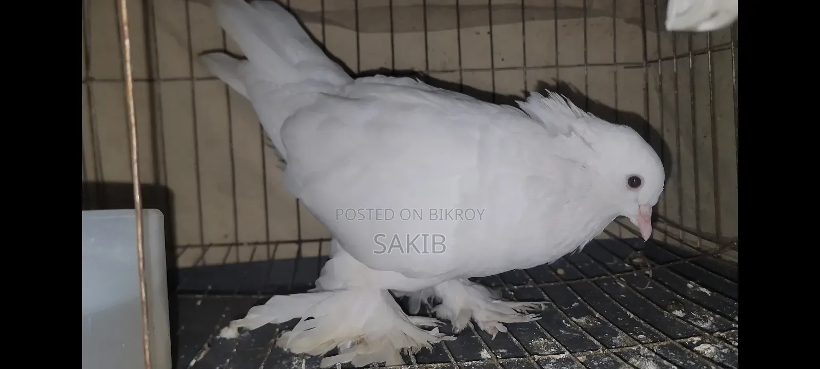 White Lahori Shirazi Pigeon Large Size
