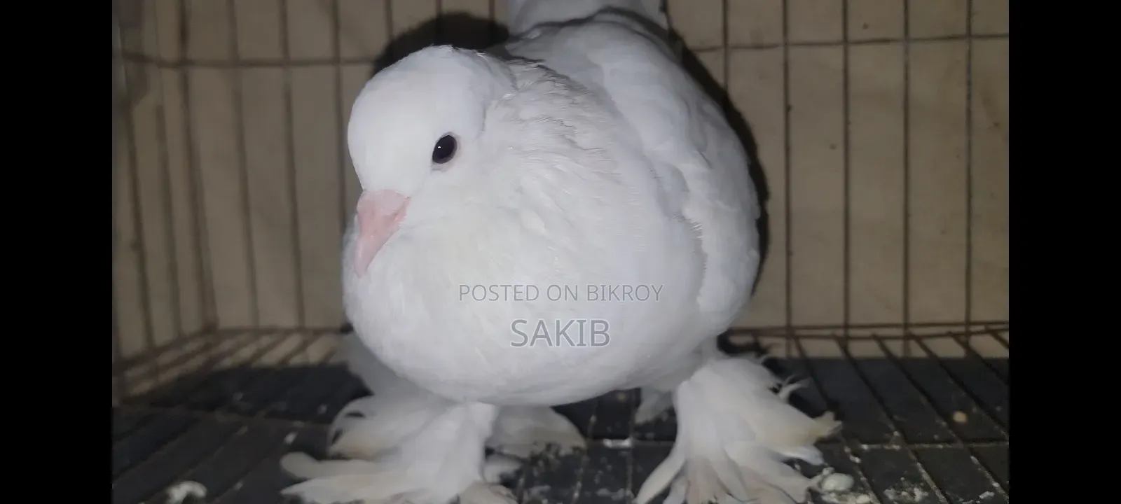 White Lahori Shirazi Pigeon Large Size