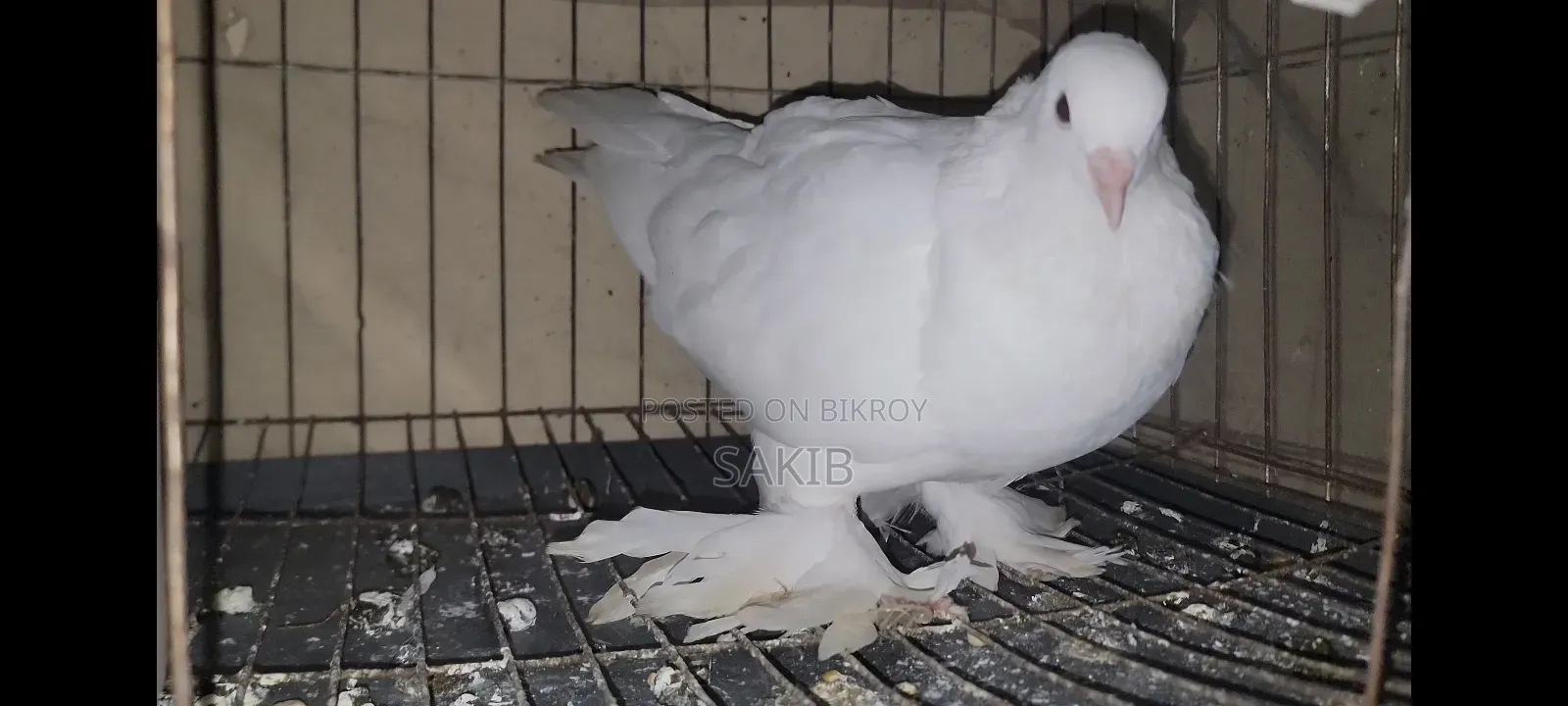 White Lahori Shirazi Pigeon Large Size