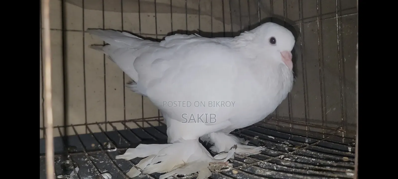 White Lahori Shirazi Pigeon Large Size