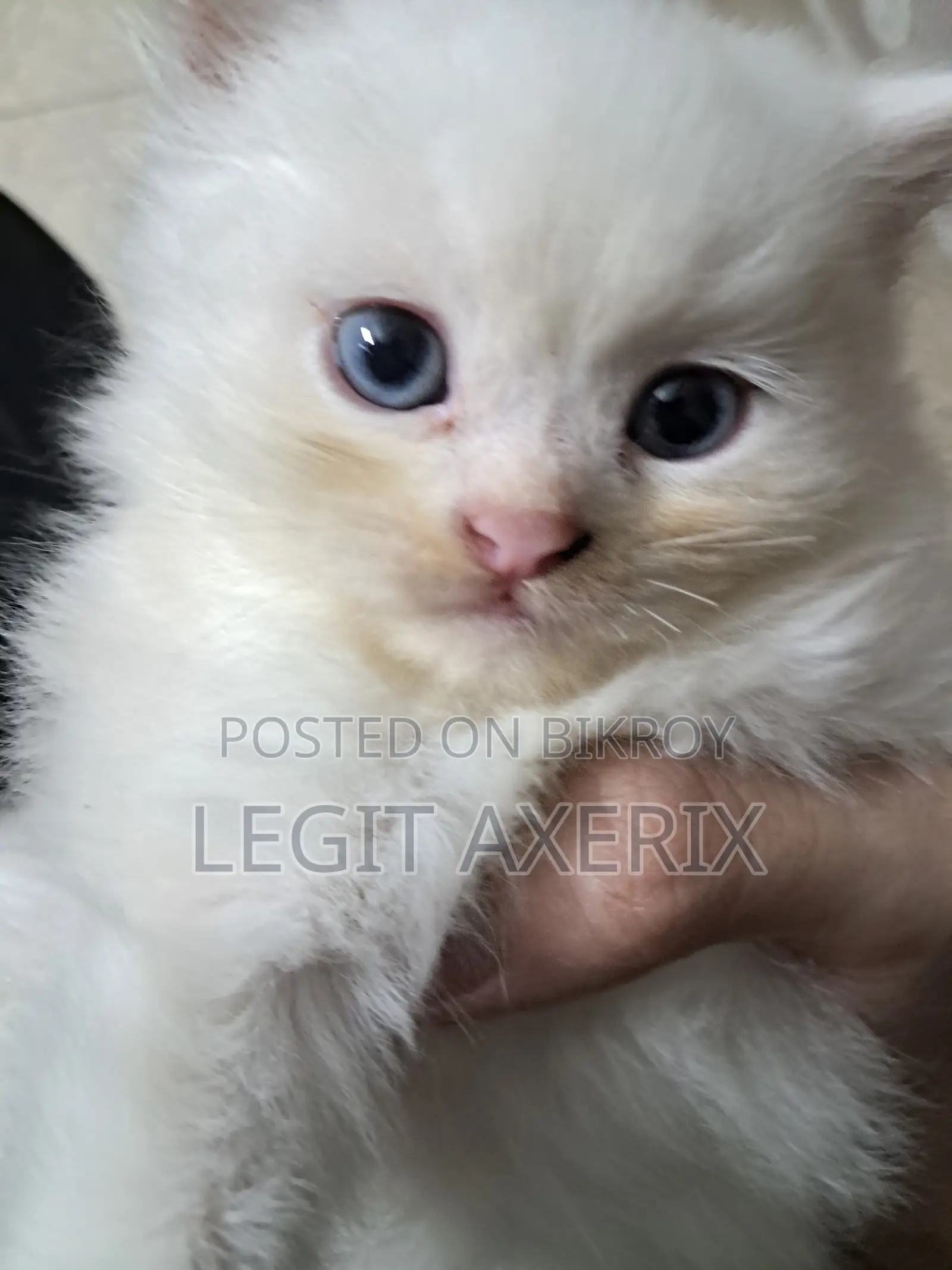 1-3 months Female Purebred Persian