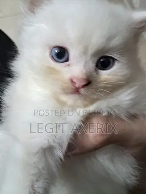 1-3 months Female Purebred Persian