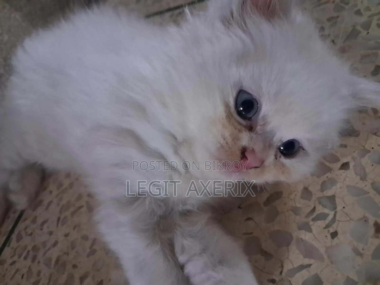 1-3 months Female Purebred Persian