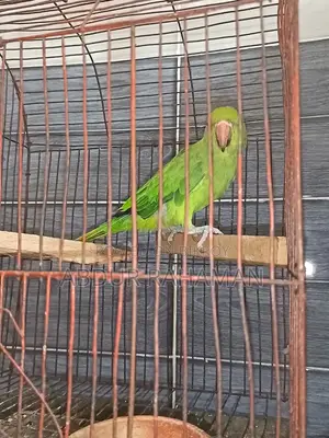 Ring Neck Baby