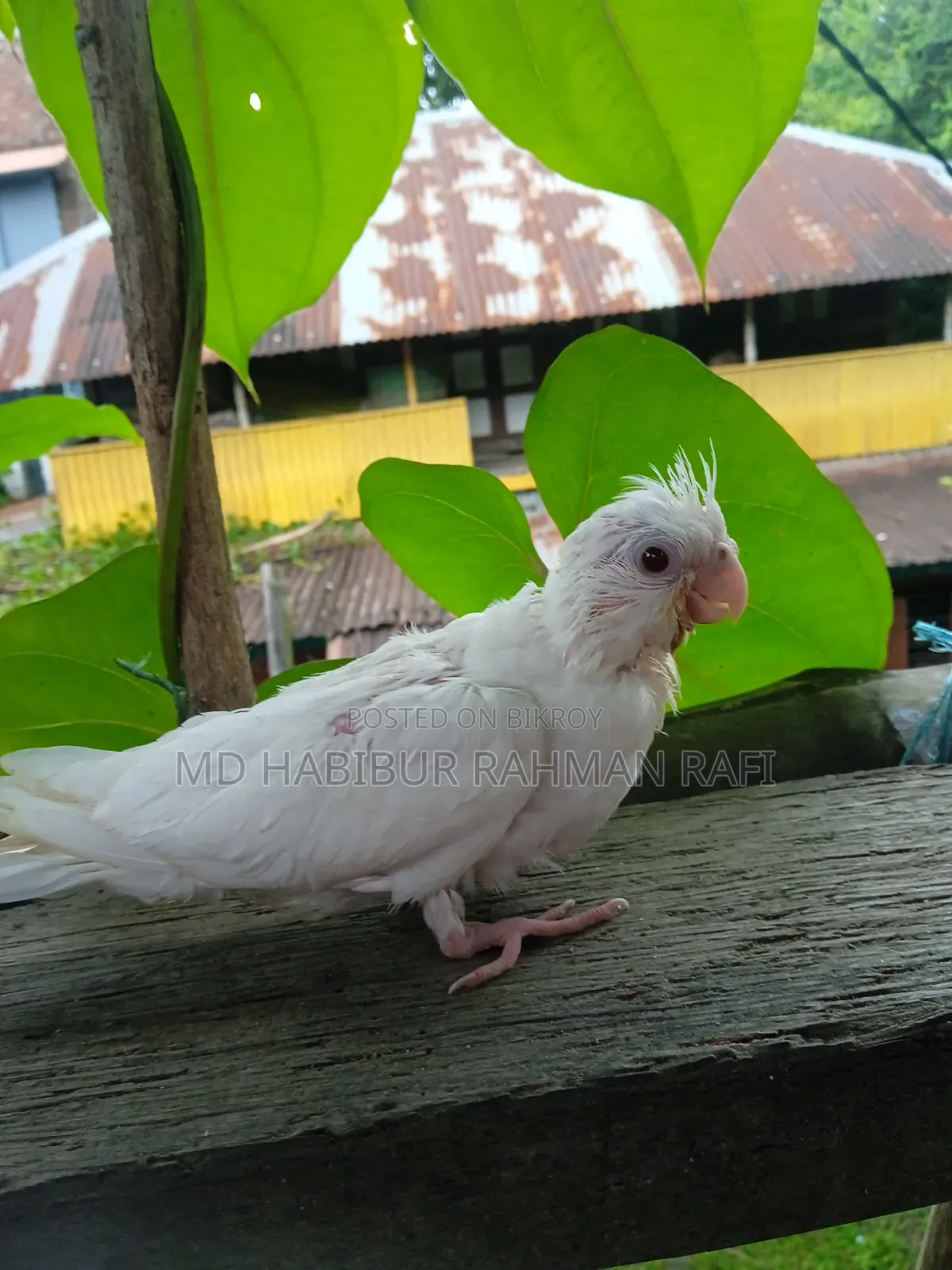 Cockatiel Albino