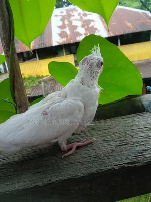 Cockatiel Albino