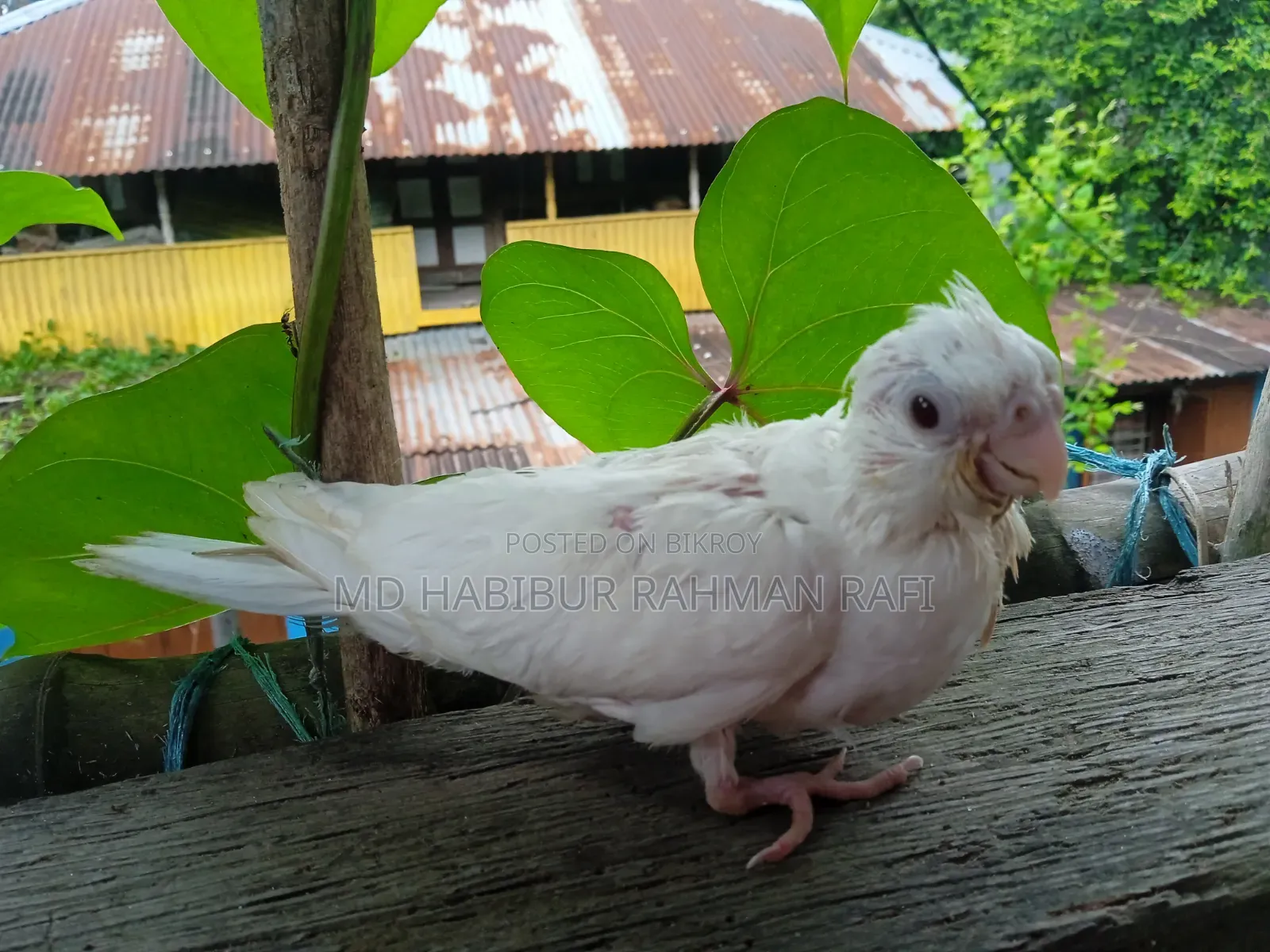 Cockatiel Albino