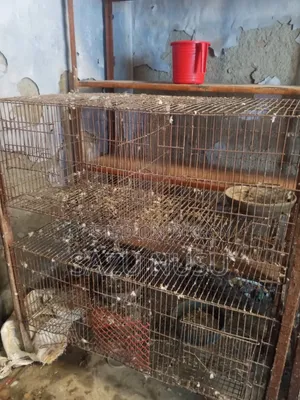 Old Cage 18" 36"