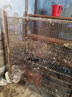 Old Cage 18" 36"