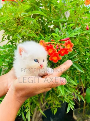 1-3 months Female Purebred Persian