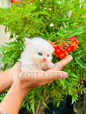 1-3 months Female Purebred Persian