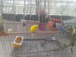 Adult Budgerigar Pair