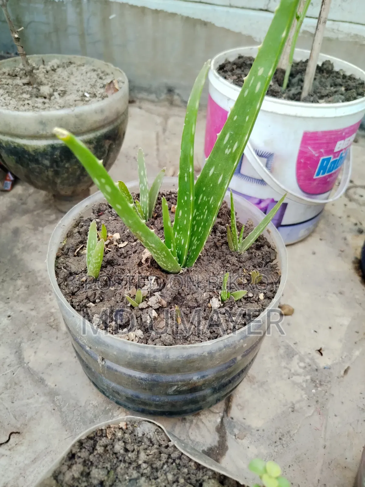 গাছগুলো বিক্রি হবে কেউ নিতে চাইলে মেসেজ করুন