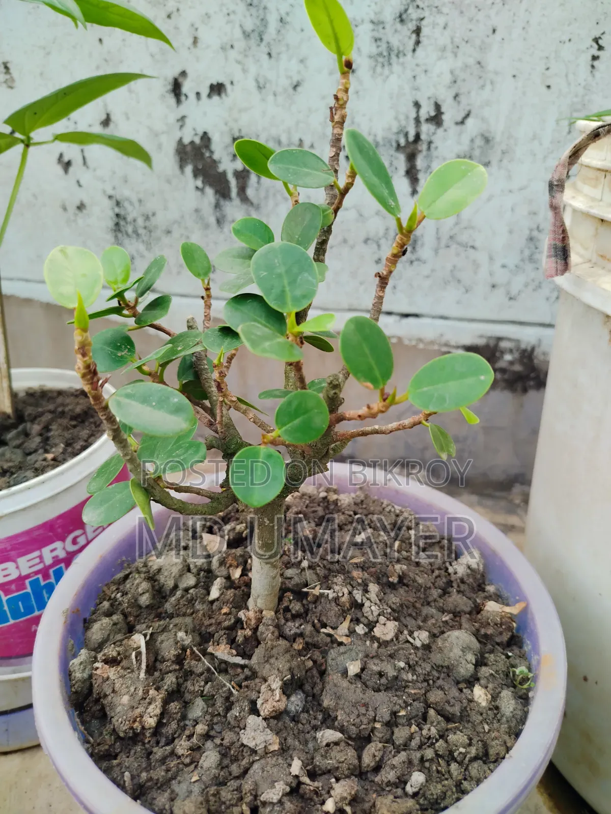 গাছগুলো বিক্রি হবে কেউ নিতে চাইলে মেসেজ করুন