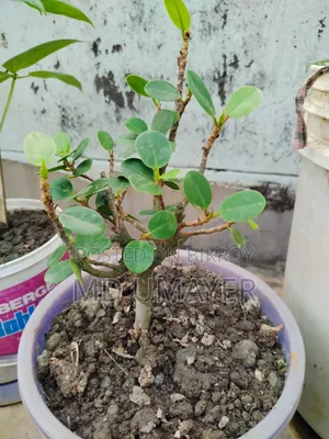 গাছগুলো বিক্রি হবে কেউ নিতে চাইলে মেসেজ করুন