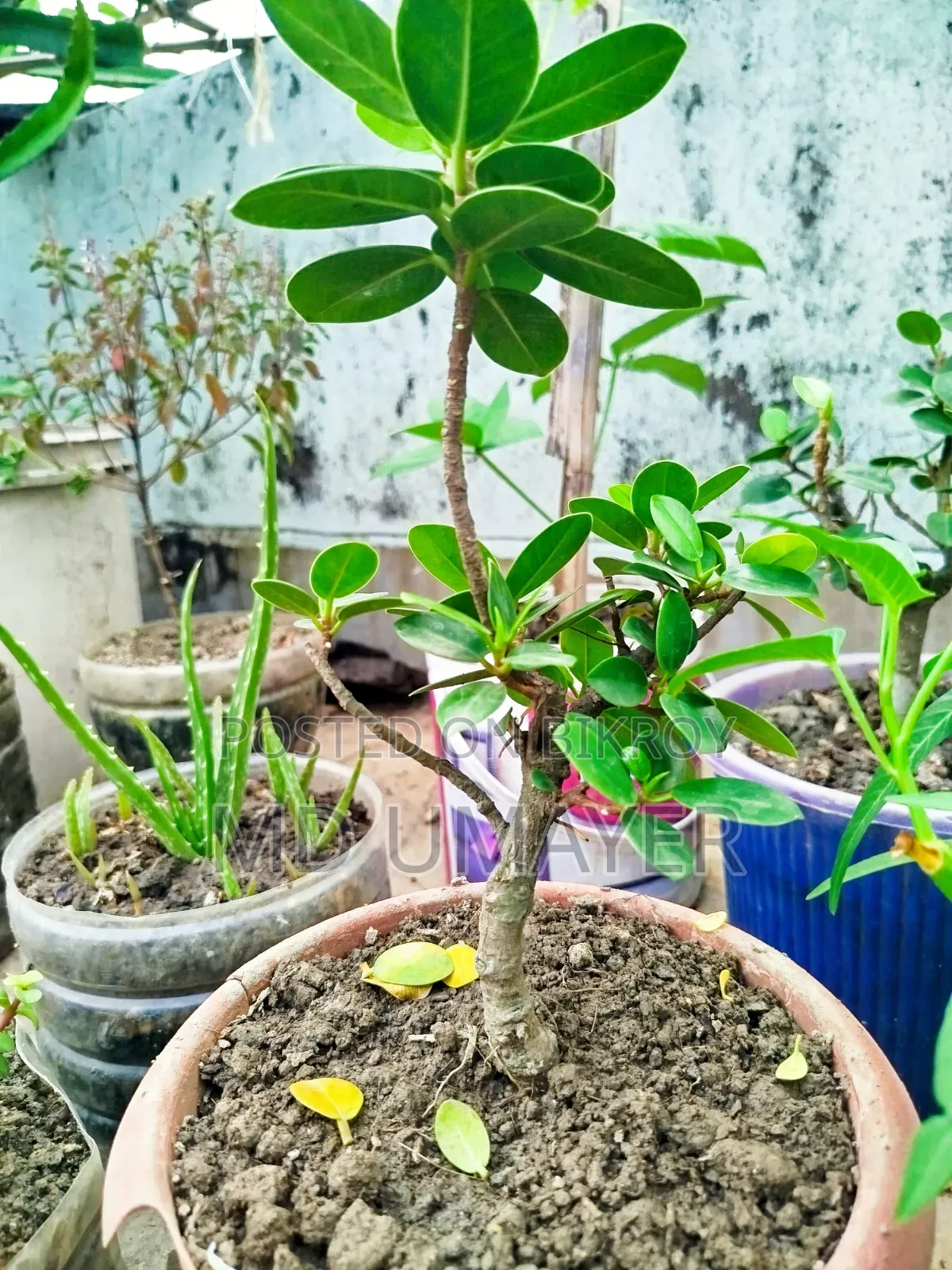 গাছগুলো বিক্রি হবে কেউ নিতে চাইলে মেসেজ করুন