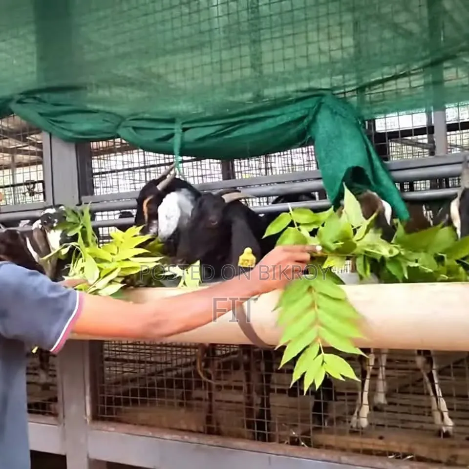 ছাগলের খাদ্য ৩০% Protein Leaf