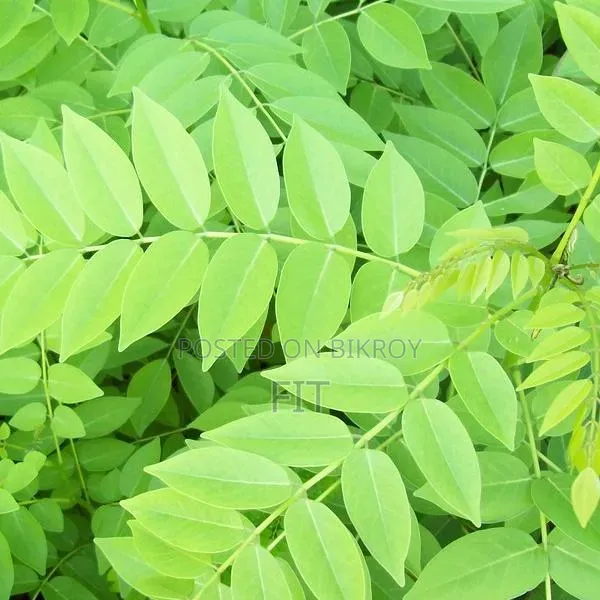 ছাগলের খাদ্য ৩০% Protein Leaf