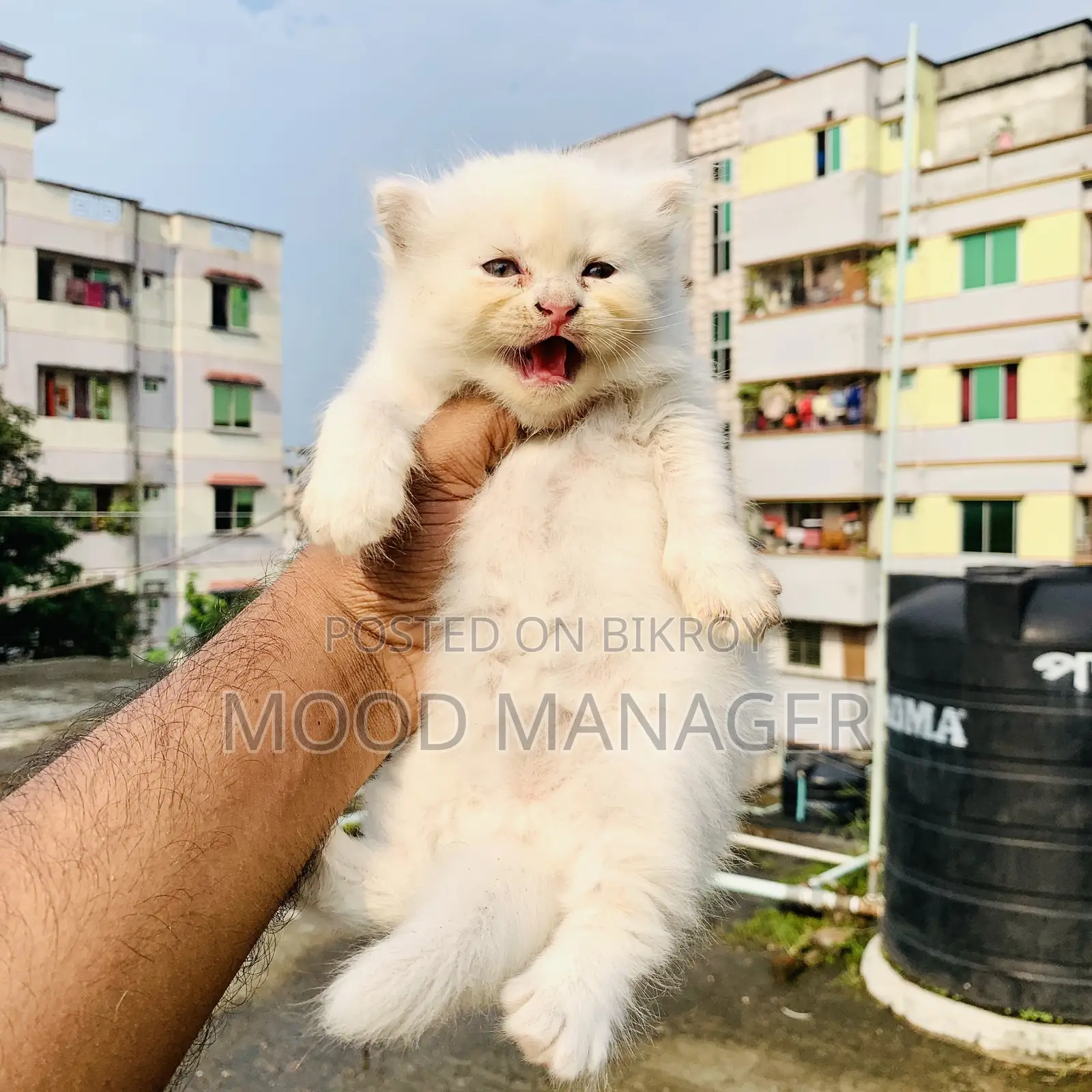 0-1 Month Female Purebred Persian