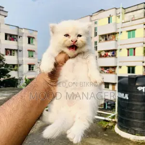 0-1 Month Female Purebred Persian