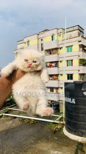0-1 Month Female Purebred Persian