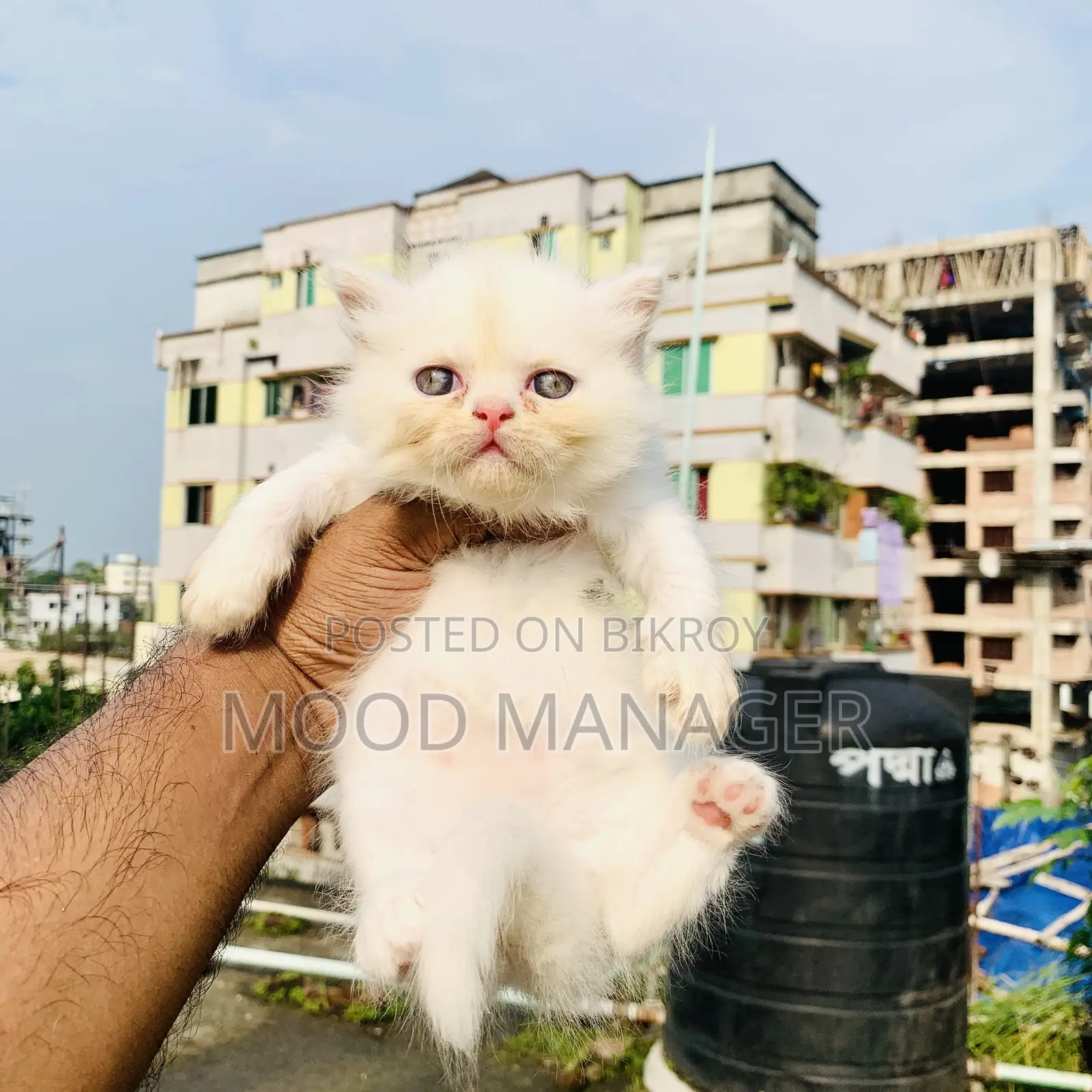0-1 Month Female Purebred Persian