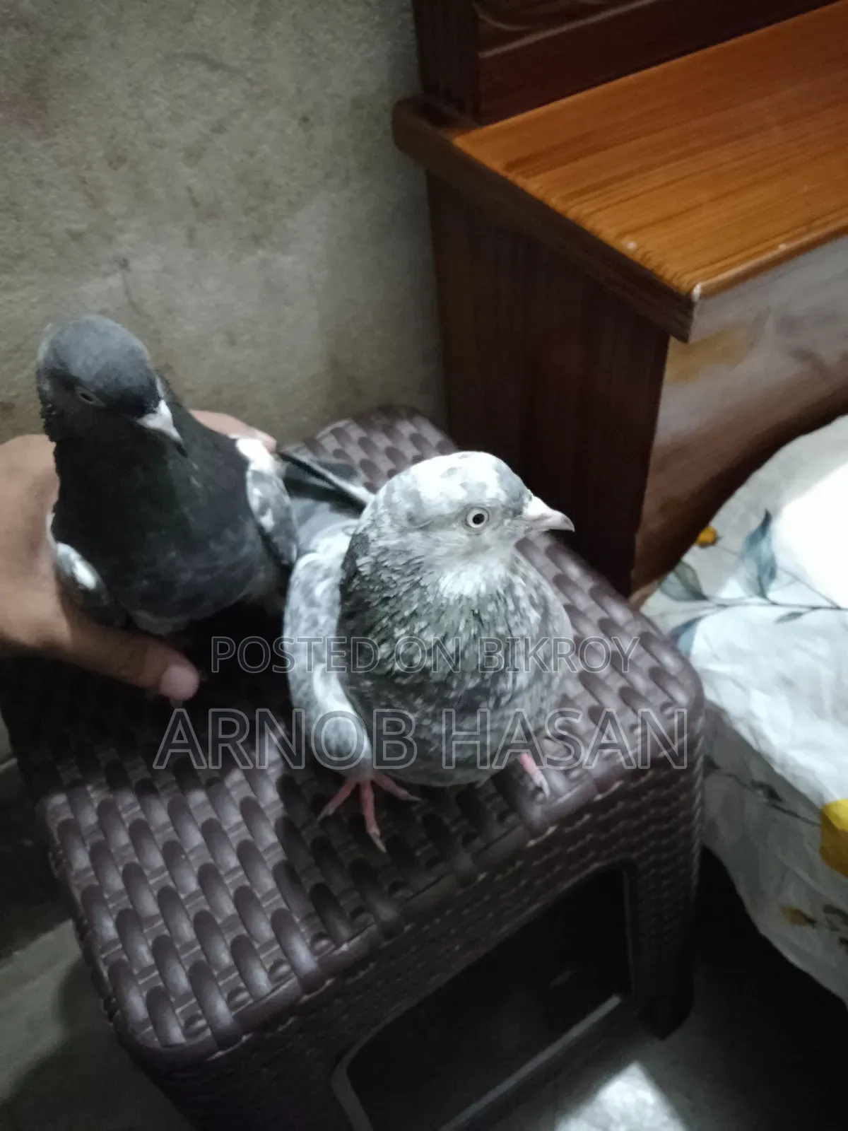 Pair of Pigeons