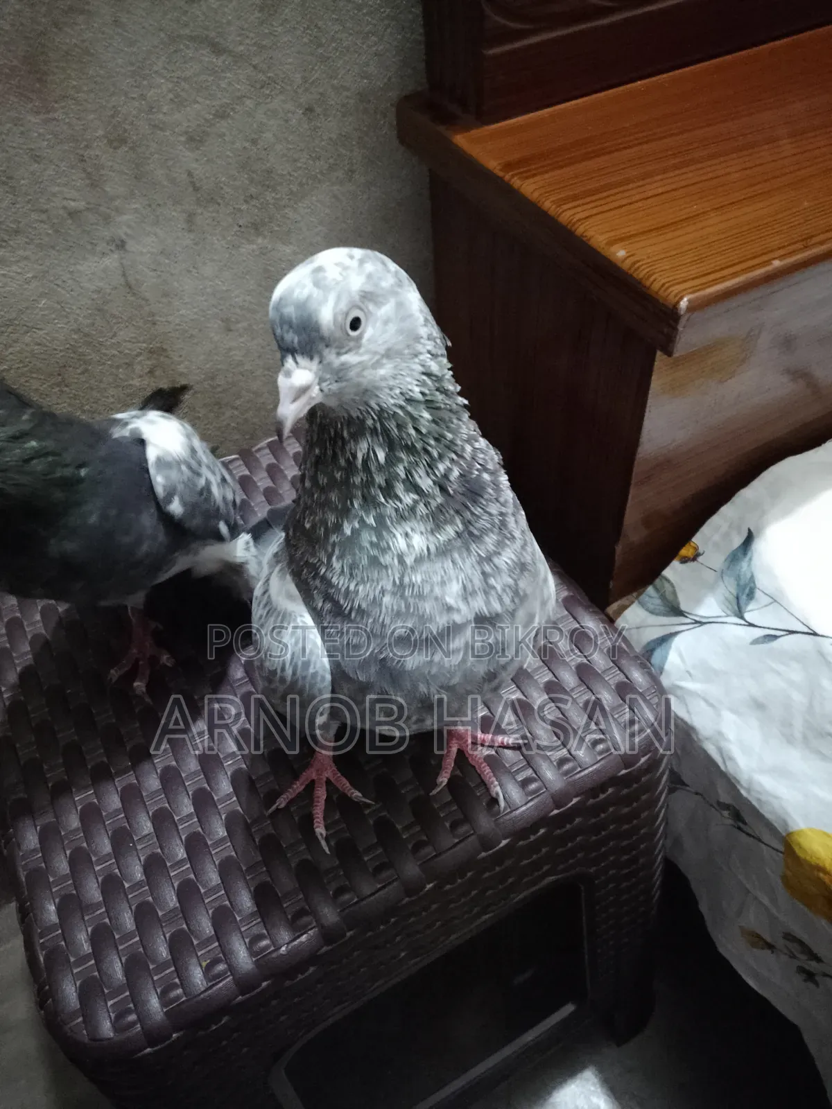 Pair of Pigeons