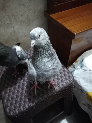 Pair of Pigeons