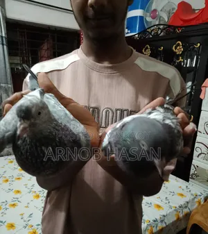 Pair of Pigeons