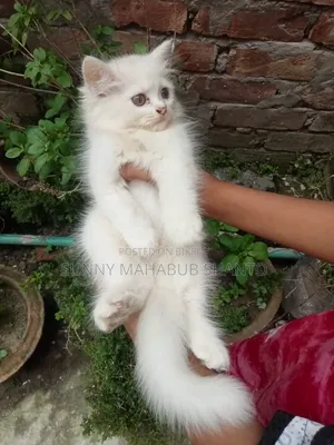 1-3 months Female Purebred Persian Cat