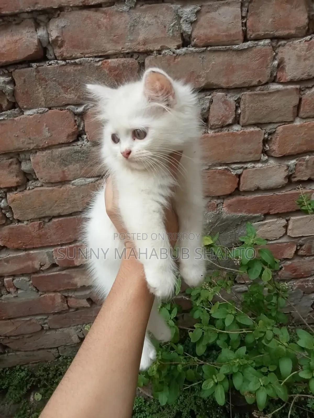 1-3 months Female Purebred Persian Cat