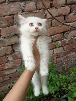 1-3 months Female Purebred Persian Cat