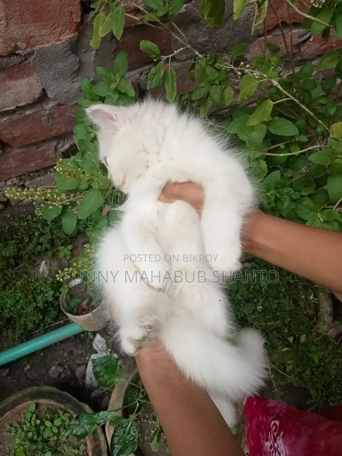 1-3 months Female Purebred Persian Cat